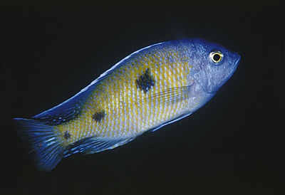 Copadichromis trimaculatus 'Gome'